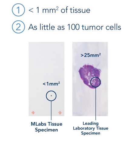 Tissue Slides showing large and small tissue samples